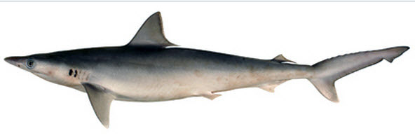 Rhizoprionodon acutus_07.jpg